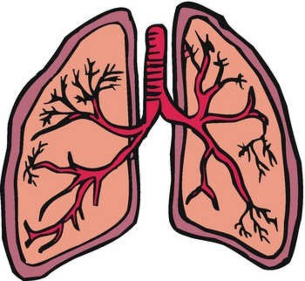 600x552 Lung Image