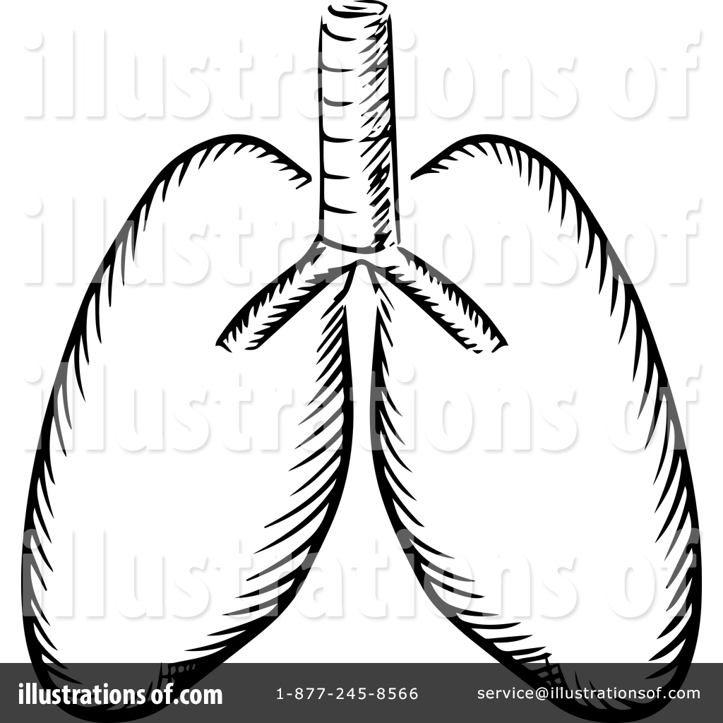 1024x1024 Lungs Clipart