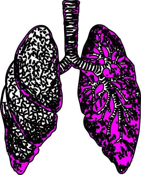480x597 Lungs2 Clip Art
