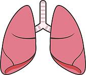 170x149 Organs Clipart Lung