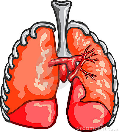 400x442 Human Lung Clipart