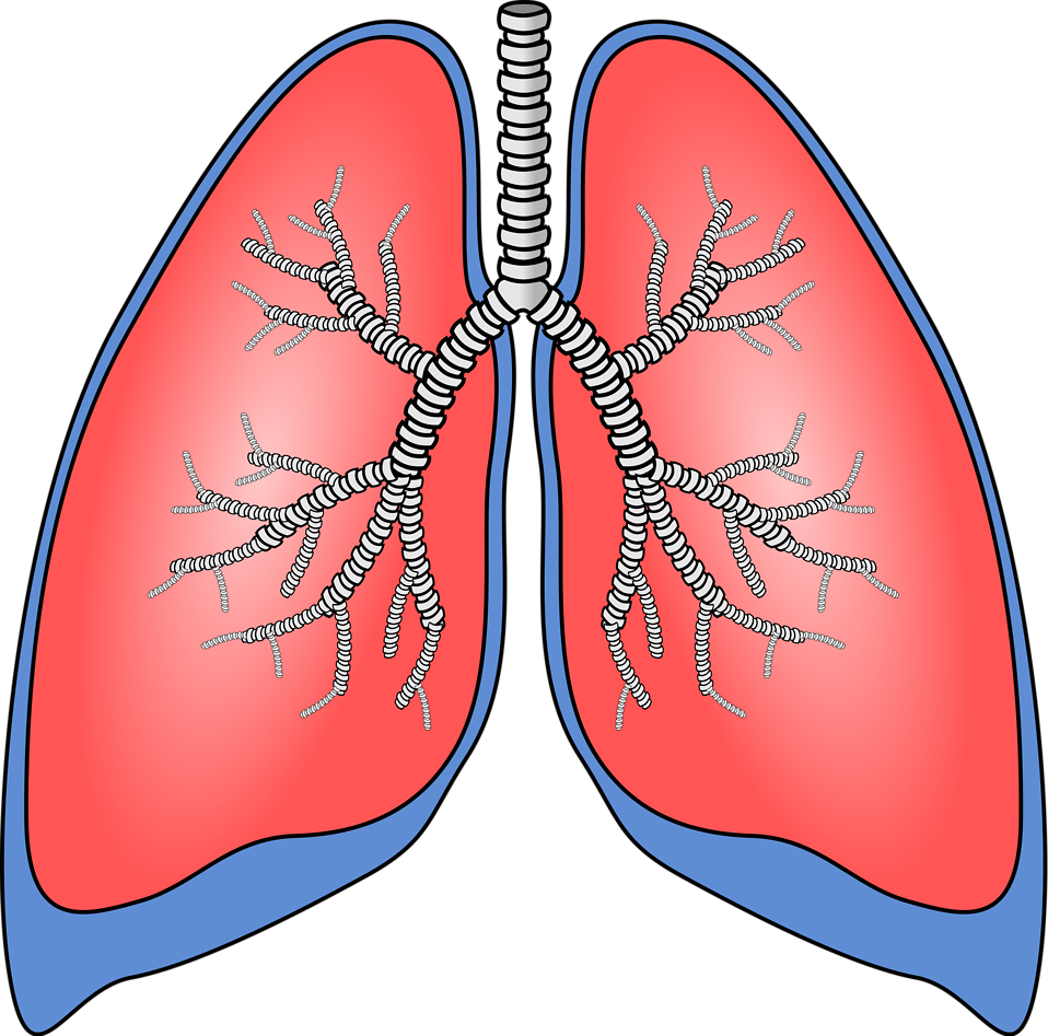 958x947 Lung Damage Clip Art Cliparts