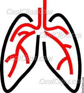 270x300 Human Lungs Vector Clip Art