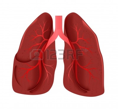 400x368 Lungs Art
