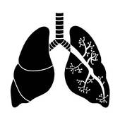 170x170 Lungs Clip Art