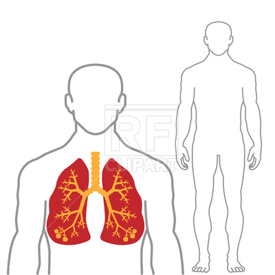400x400 Lungs And Human Body Royalty Free Vector Clip Art Image