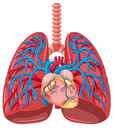 402x450 Lungs Clipart For Kids