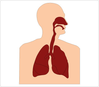401x351 Organs Clipart Respiratory System