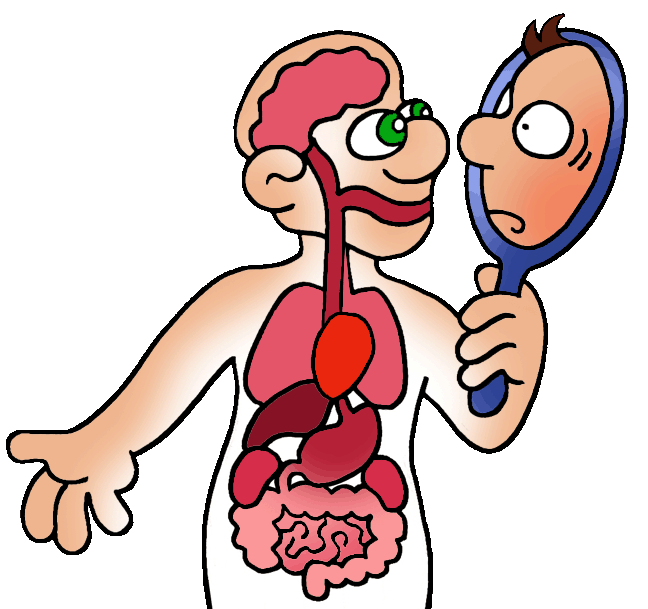 648x609 Respiratory Clipart