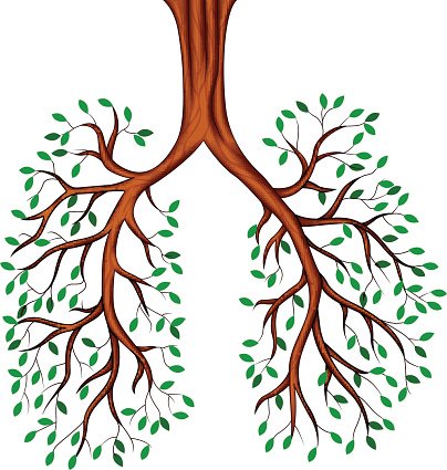 404x425 Tree Lungs Cartoon, Premium Clipart