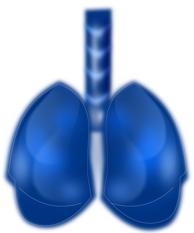 667x800 Free To Use Amp Public Domain Lungs Clip Art