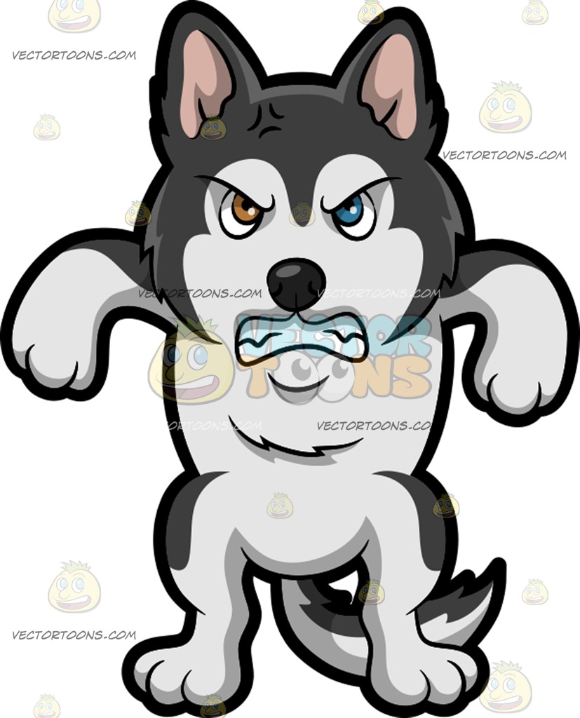 827x1024 A Siberian Husky Getting Angry And Mad Cartoon Clipart