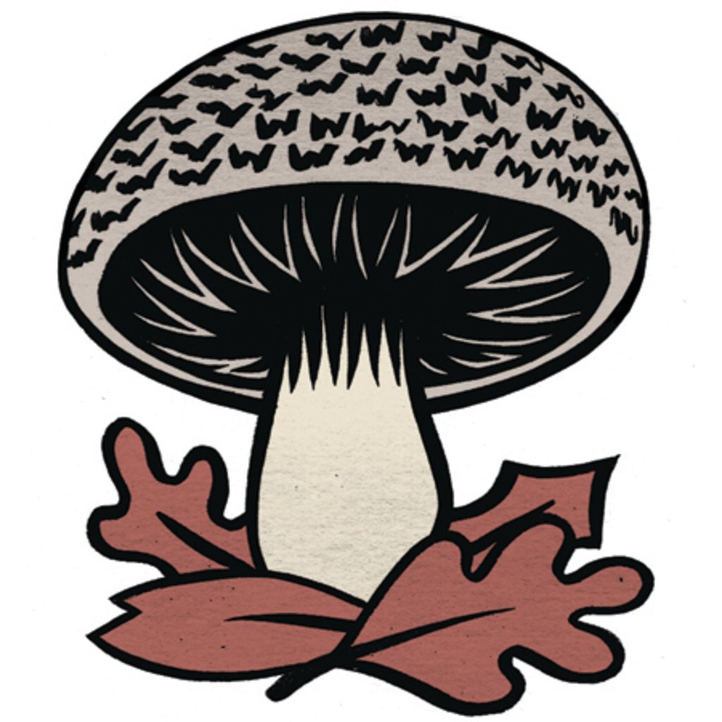 1024x1024 Mycophilia