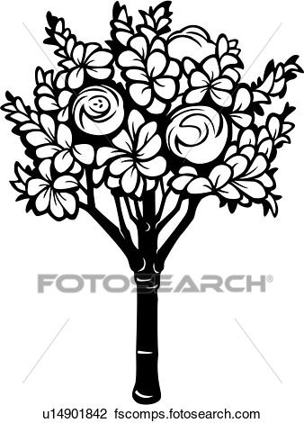 338x470 Clipart Of , Magnolia, Tree, Varieties, U14901842
