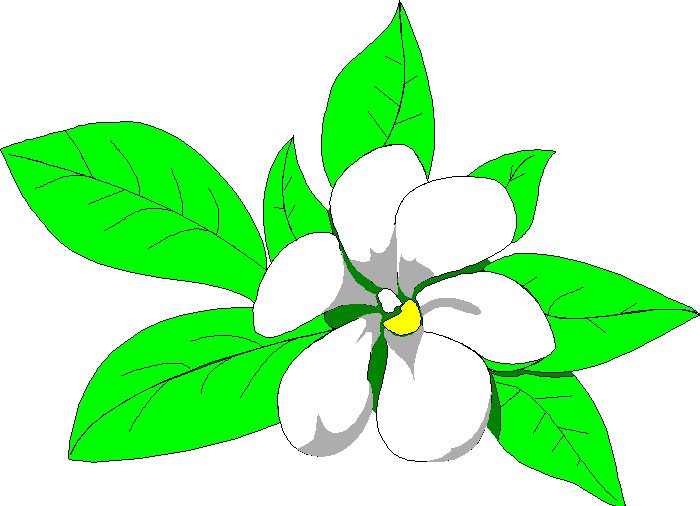 700x506 Jasmine Clipart Magnolia