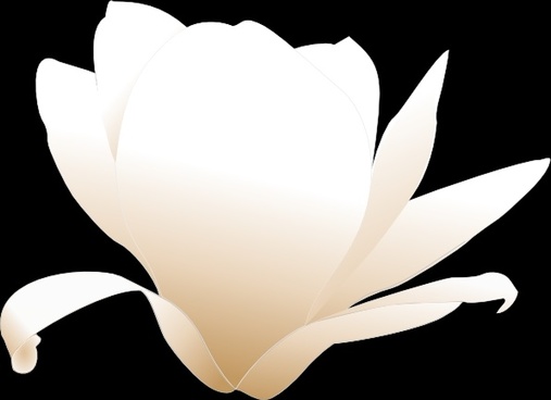 507x368 Magnolia Free Vector Download (10 Free Vector) For Commercial Use