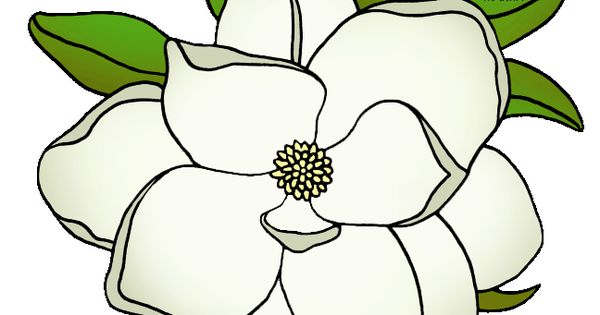 600x315 Top 97 Magnolia Flower Clipart
