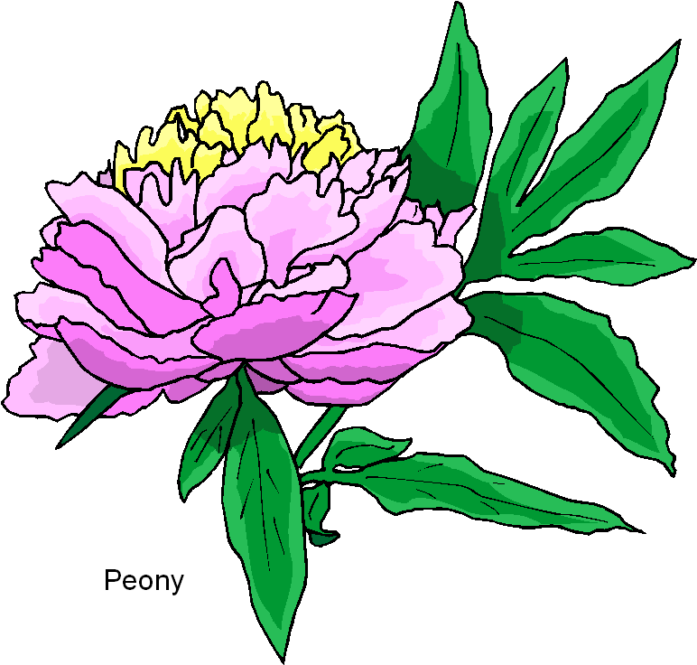 772x736 Top 97 Magnolia Flower Clipart