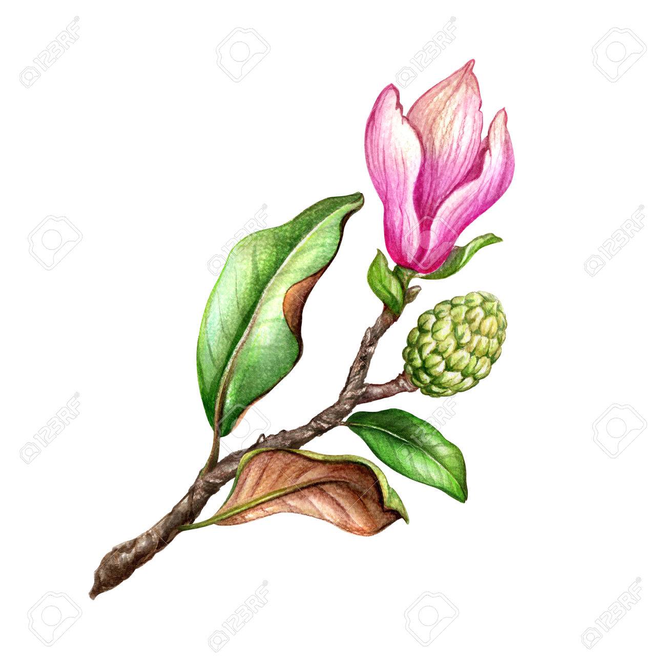 1300x1300 Watercolor Illustration, Pink Magnolia Flower, Floral Design