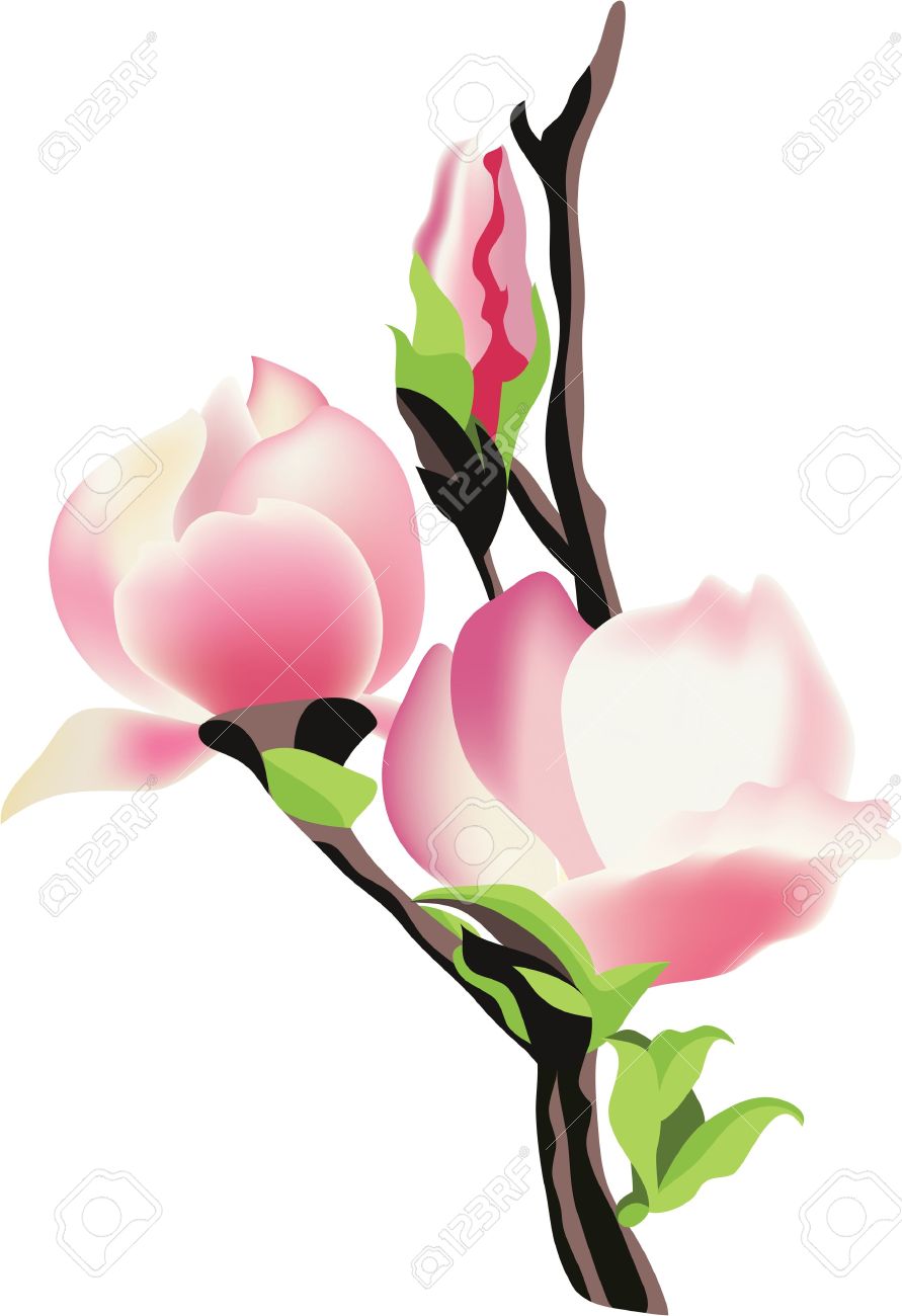 891x1300 Magnolia Flower Clip Art