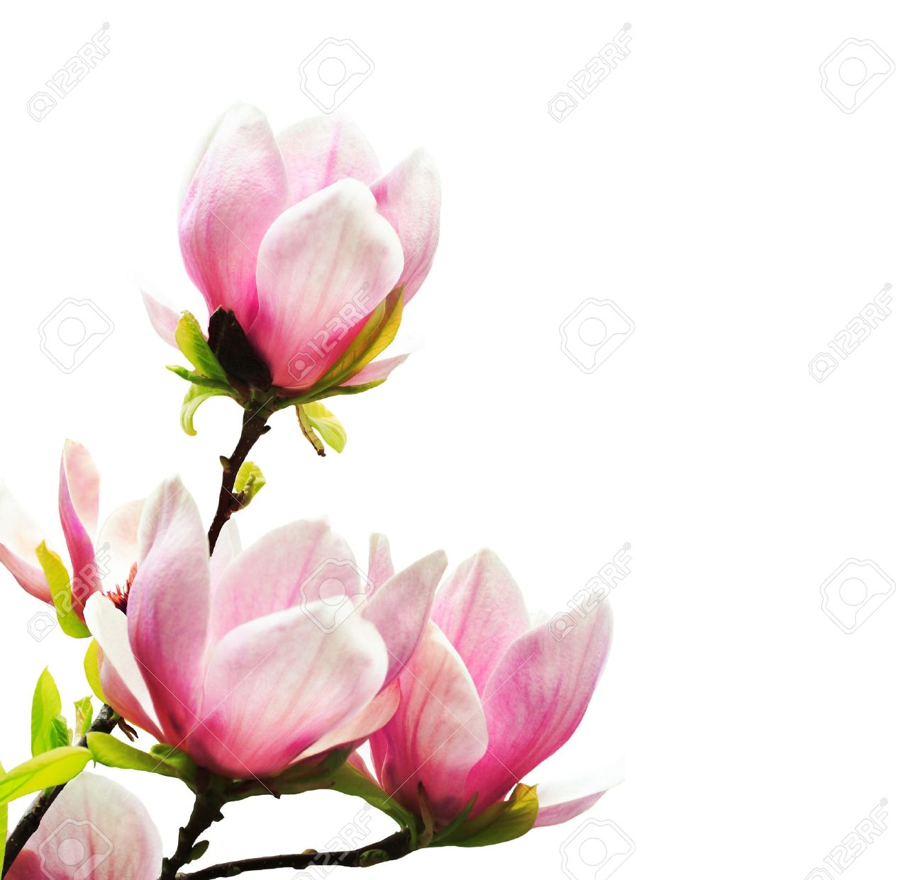 Magnolia Clipart | Free download on ClipArtMag