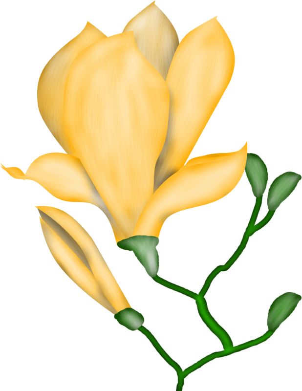 618x800 438 Best Jardim Images Garden