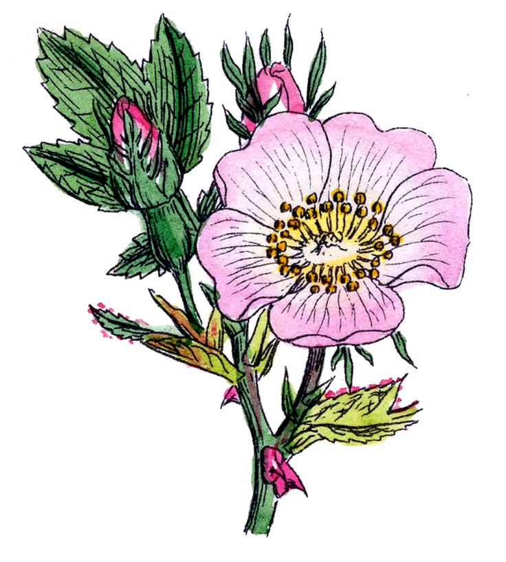 736x818 93 Best Clip Art Images Drawing, Drawings And Garden