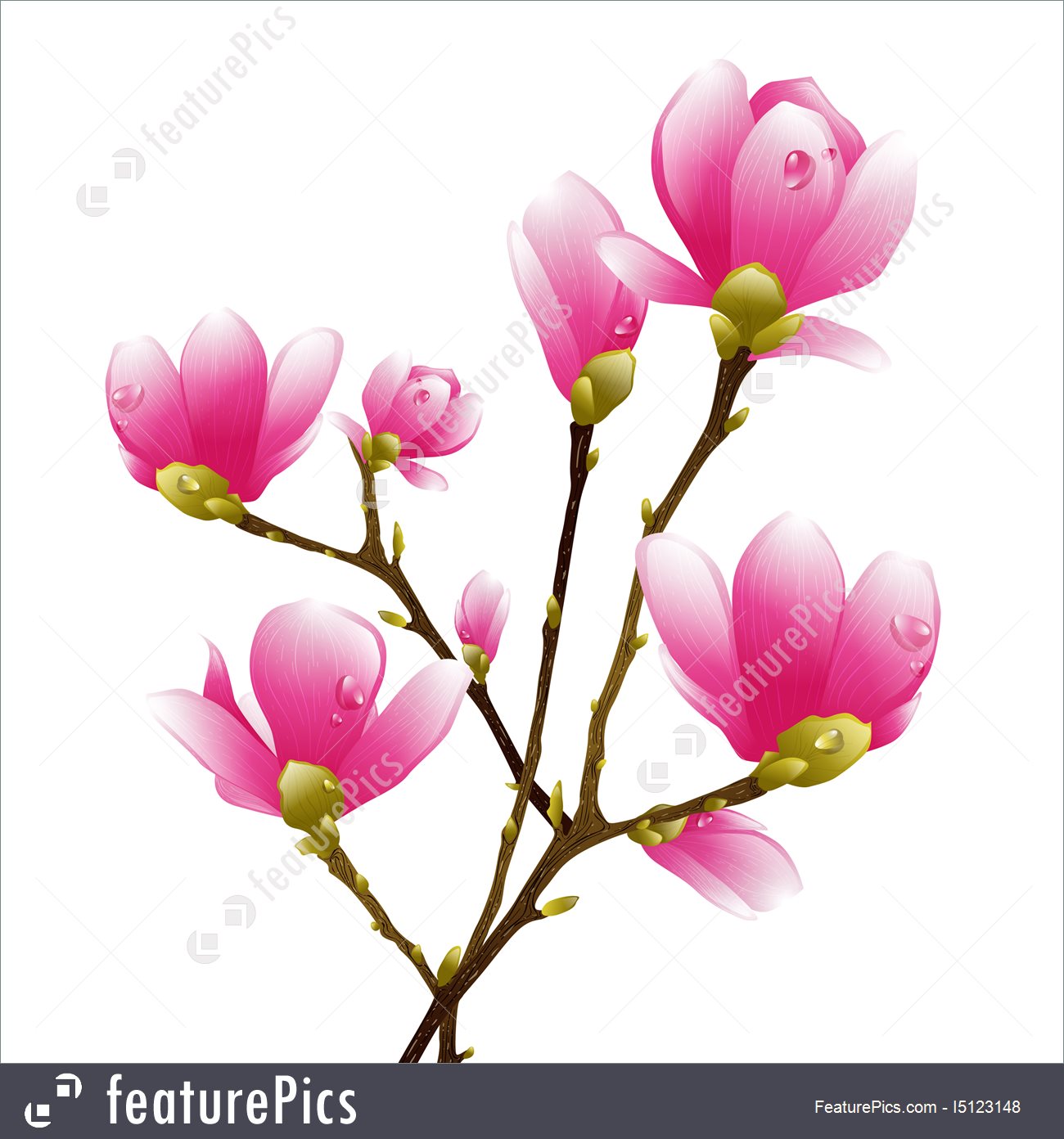 1300x1392 Czeshop Images Pink Magnolia Flower Clip Art