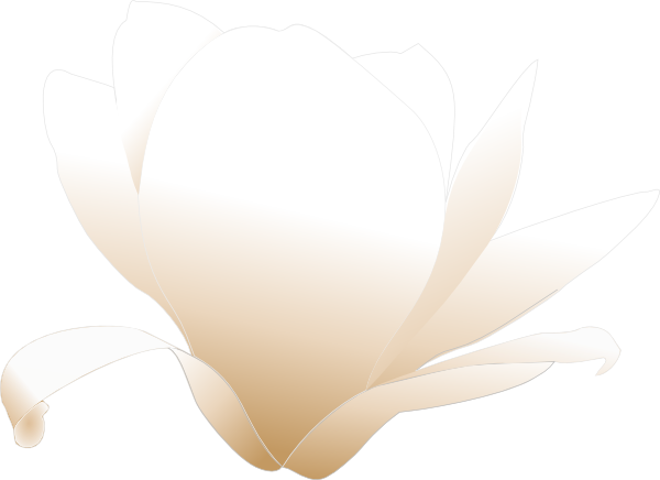 600x436 Magnolia White Clip Art