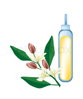 267x320 Magnolia Flowers Isolated On White Background Stock Vector