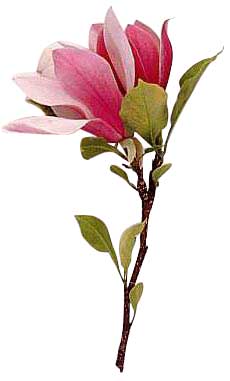 230x381 The Magnolia Is A Flowering Clipart Panda