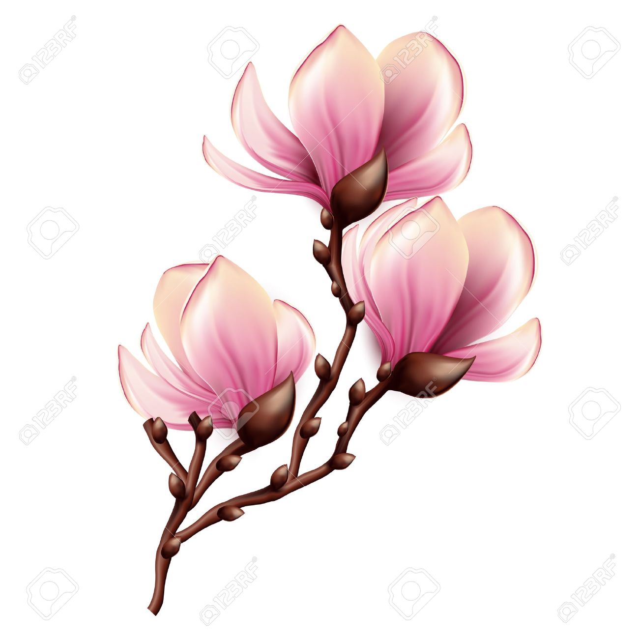 Magnolia Flower Clipart | Free download on ClipArtMag