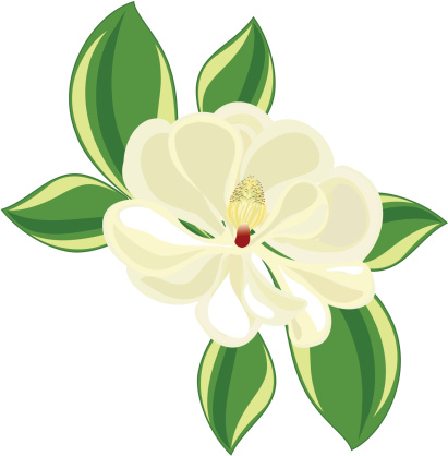 411x418 Tulip Magnolia Clipart