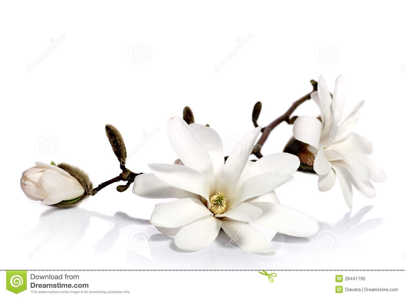 1300x957 Magnolia Flower Clipart