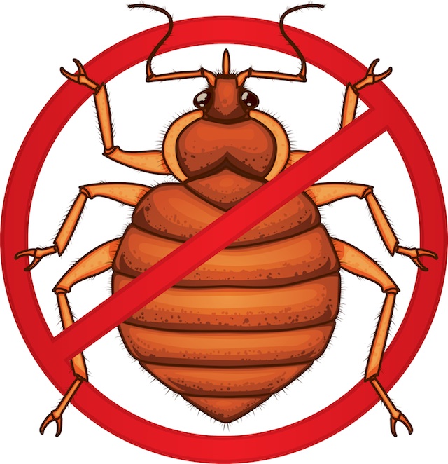 640x662 Bed Bug Prevention To Make Your House Healthy