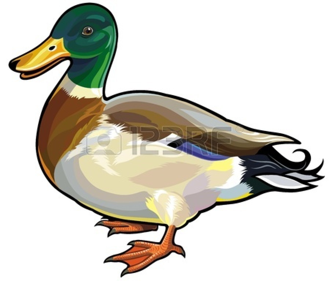 1350x1152 Top 90 Mallard Clip Art