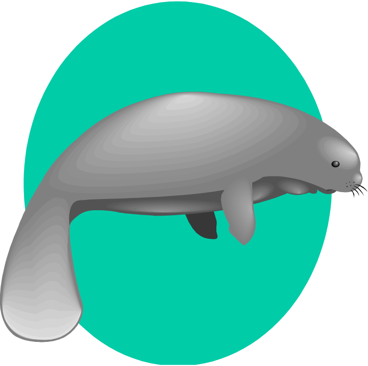 750x745 Manatee Clipart
