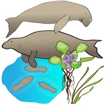 350x350 Manatees Clip Art Set