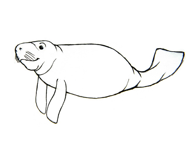 653x490 Best Manatee Clip Art