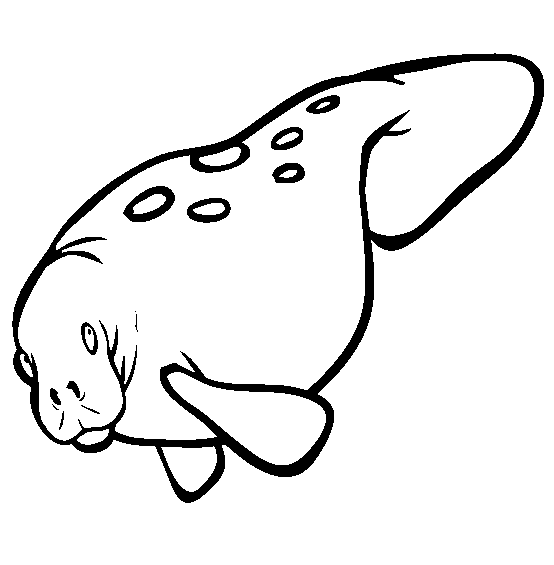 554x565 Manatee Coloring Page