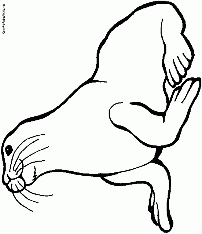 655x756 Seal Coloring Pages For Kids Many Interesting Cliparts