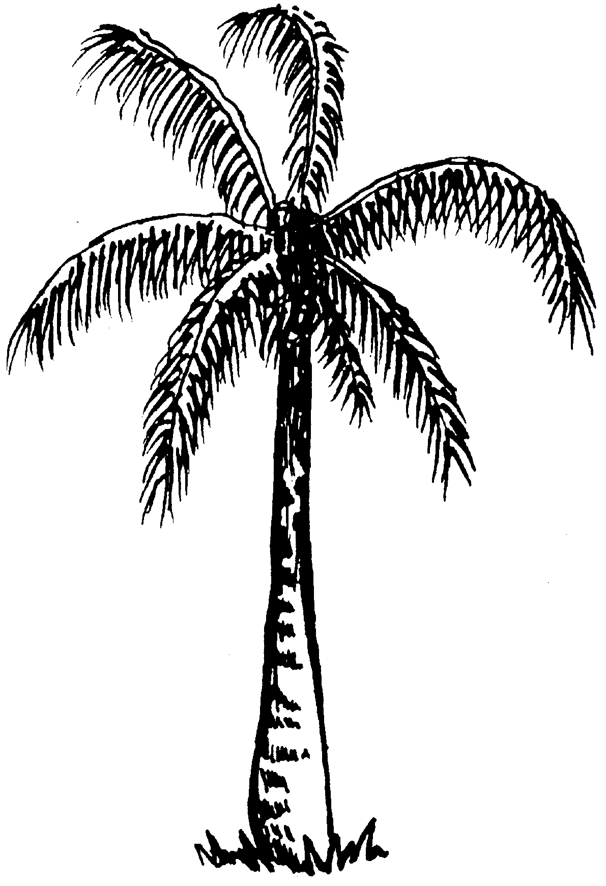 1191x1741 Mango Tree Clipart Black And White
