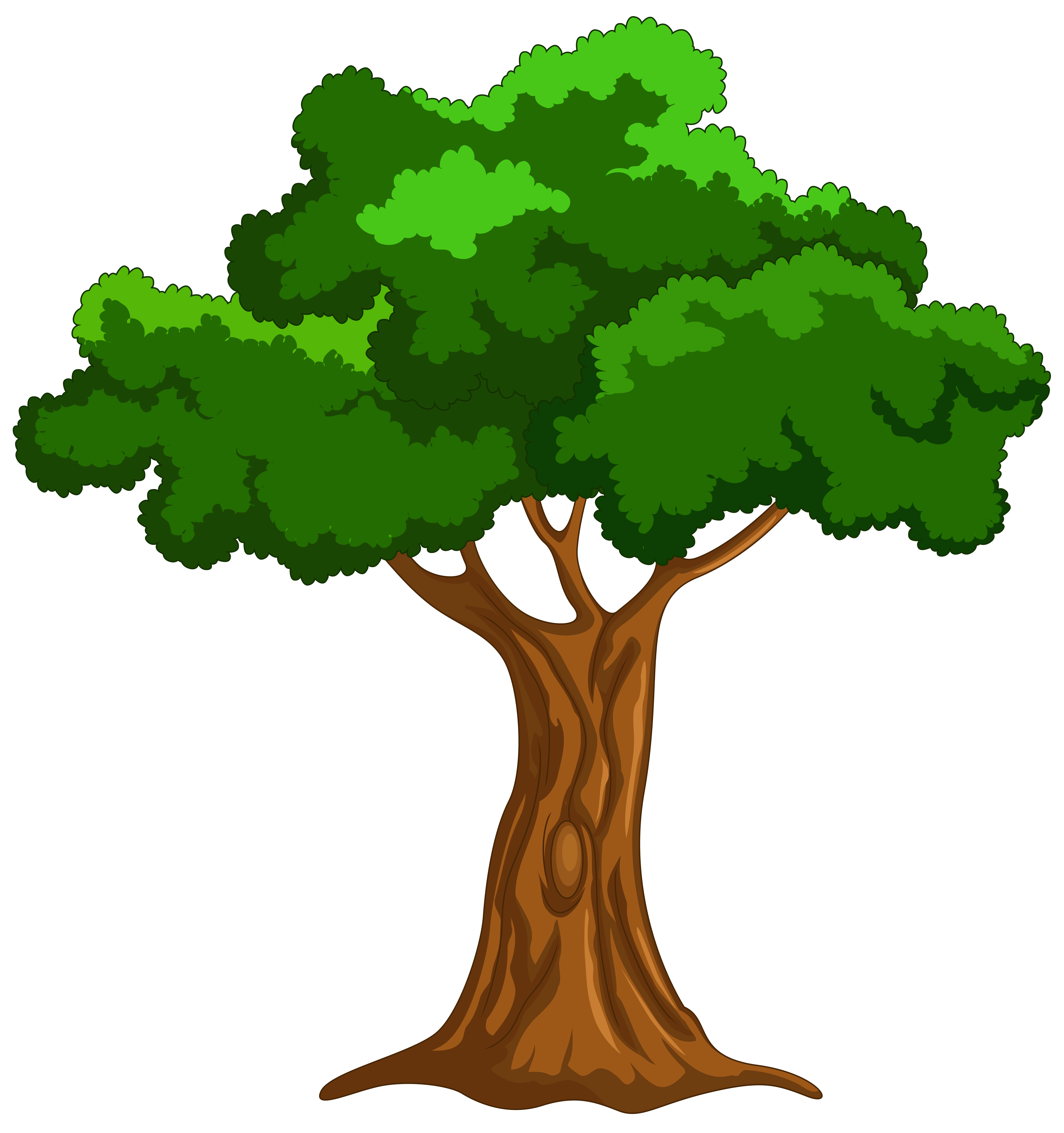4810x5122 Parts Of The Tree Clipart