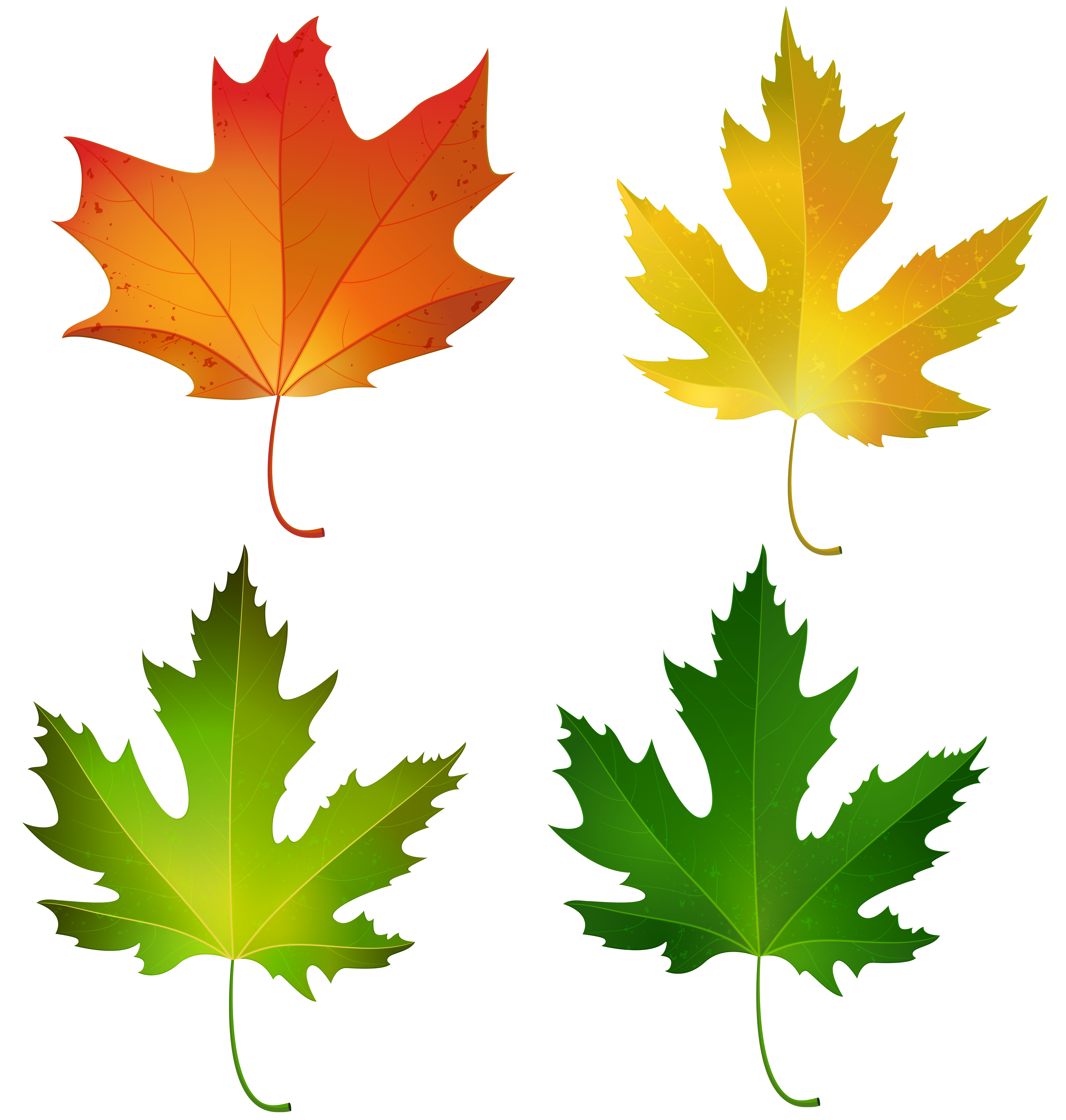 6053x6360 Fall Maple Leaves Set Png Decorative Clipart Imageu200b Gallery