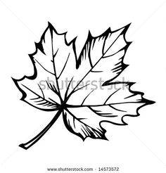236x246 Maple Leaf Clipart Real