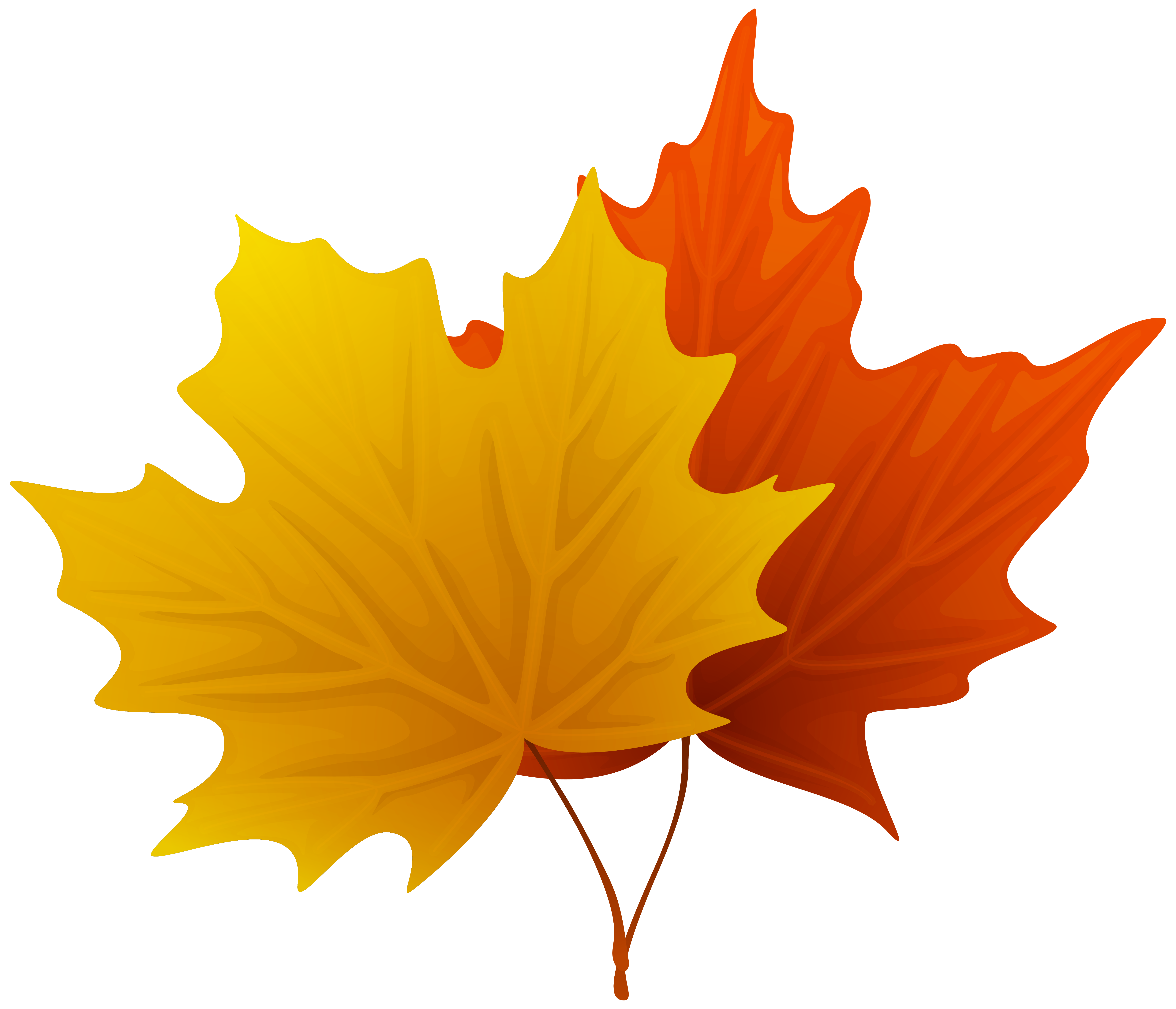 6194x5314 Fall Maple Leaves Png Decorative Clipart Imageu200b Gallery
