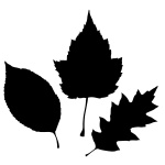 150x150 Leaf Vectors Images Amp Graphics