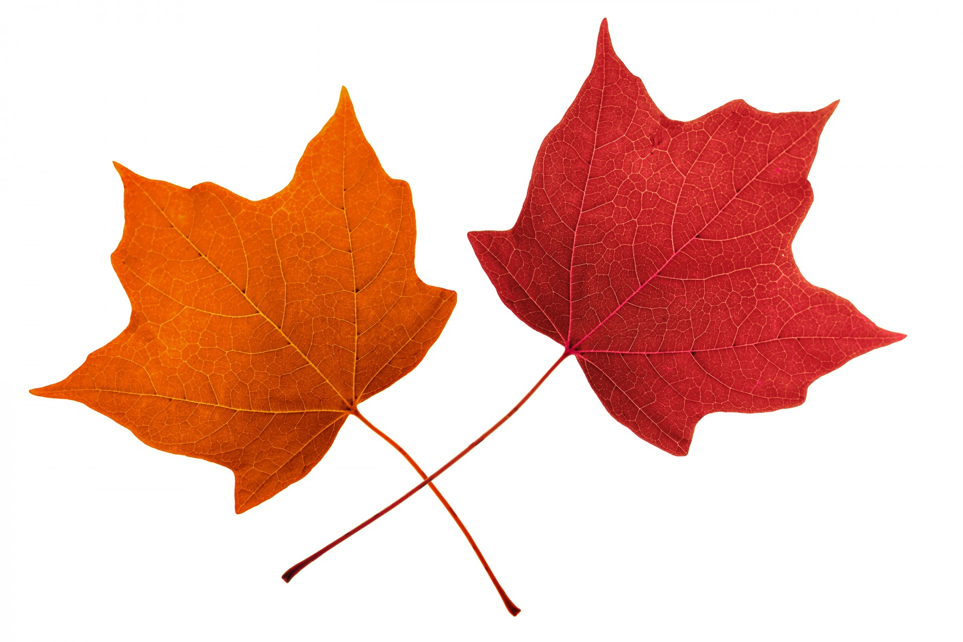 1920x1280 Maple Leaves Free Stock Photo