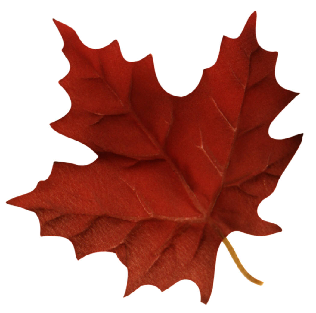 1050x1038 Maple Leaf Maple Leaves Clipart Kid 5