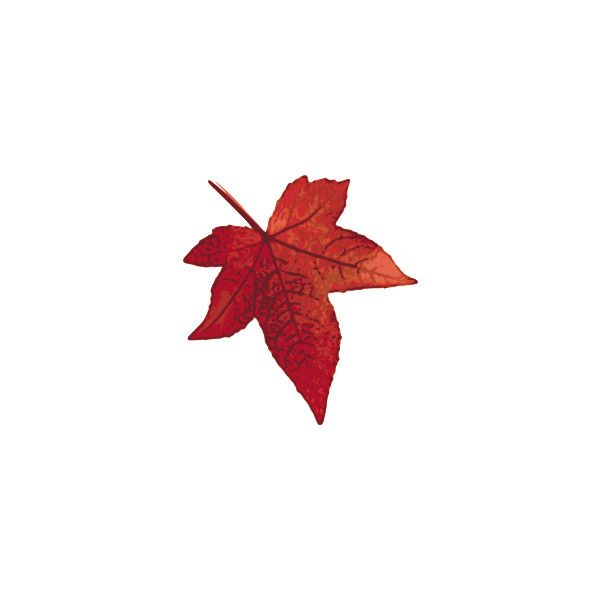 600x600 The Best Maple Leaf Clipart Ideas Maple Leaf